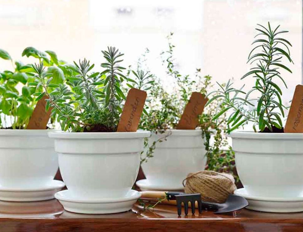 Envían huertos de plantas para cocinar a domicilio