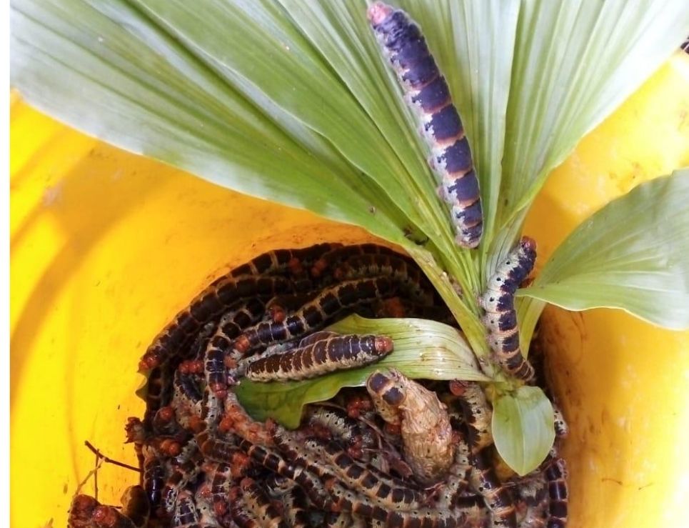 Zats, los gusanos que se comen como una botana en Chiapas