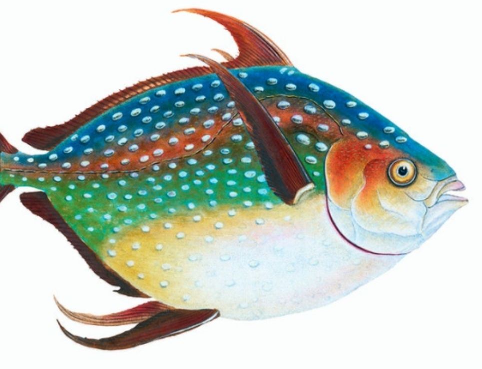 La Opah del Güero, una joya de Ensenada con tacos de pescados difíciles de hallar 0