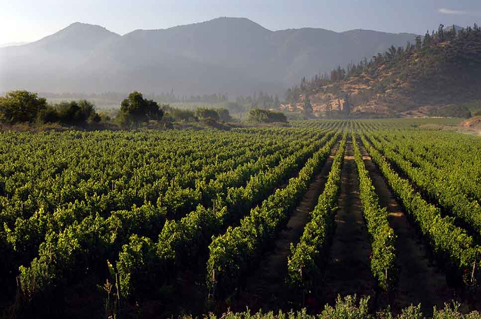 Vinos Tarapacá: vinos chilenos de lujo y sustentables desde 1874 3