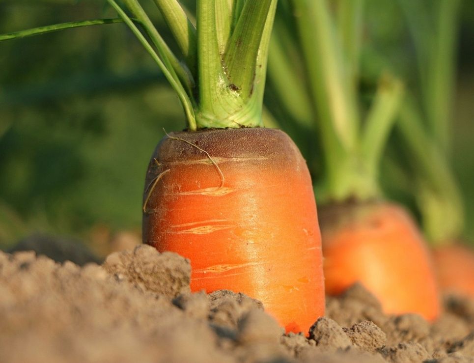 Tips que tus vegetales orgánicos duren más tiempo en el refrigerador 1