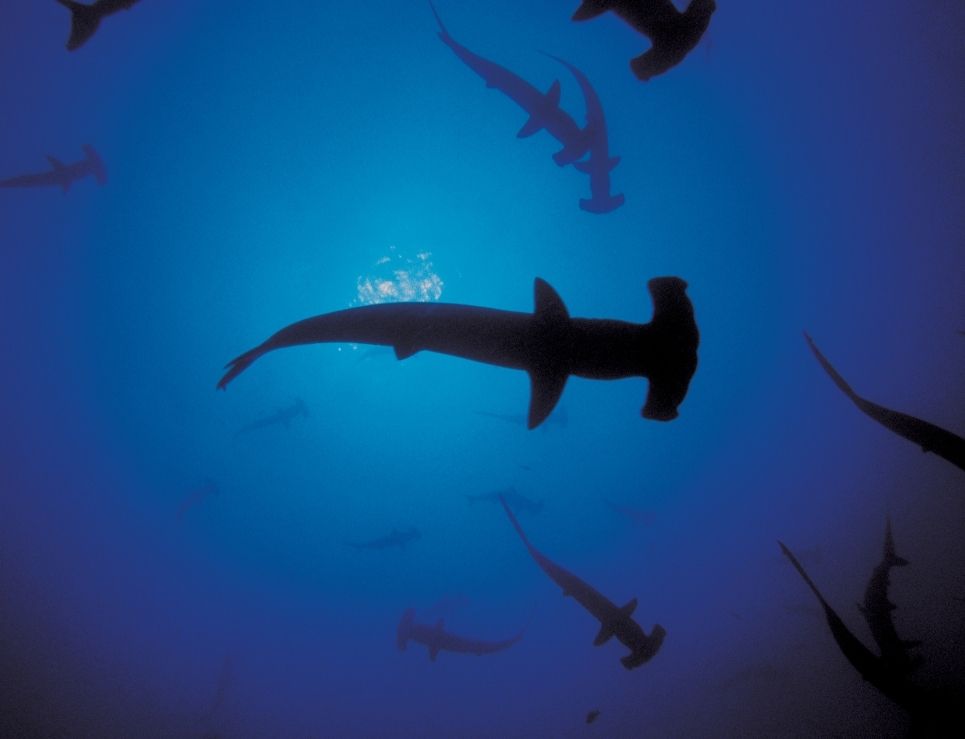 Tu bacalao de Navidad podría ser en realidad tiburón en peligro de extinción 1