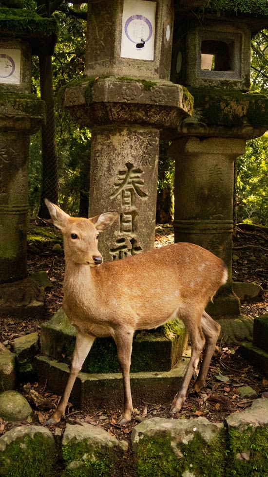 venados en Nara
