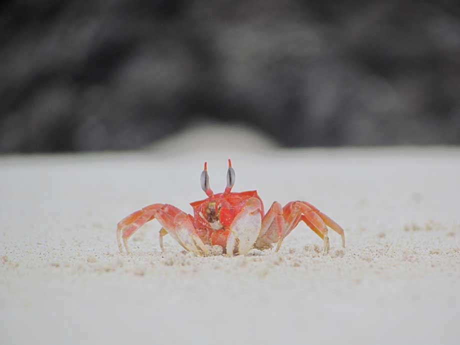 san cristobal galapagos 