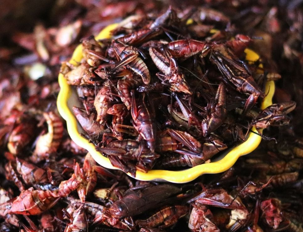 ¿Por qué los mexicanos disfrutamos al comer distintos insectos?
