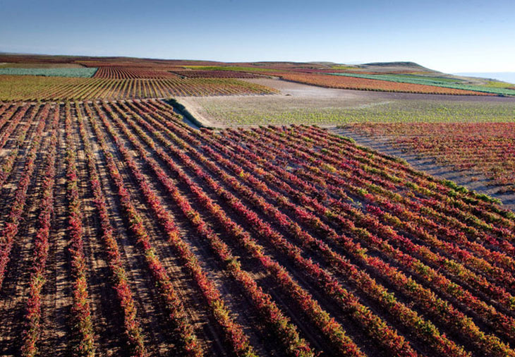 Tres vinos de Rioja que reflejan el pasado, el presente y el futuro de la DOC