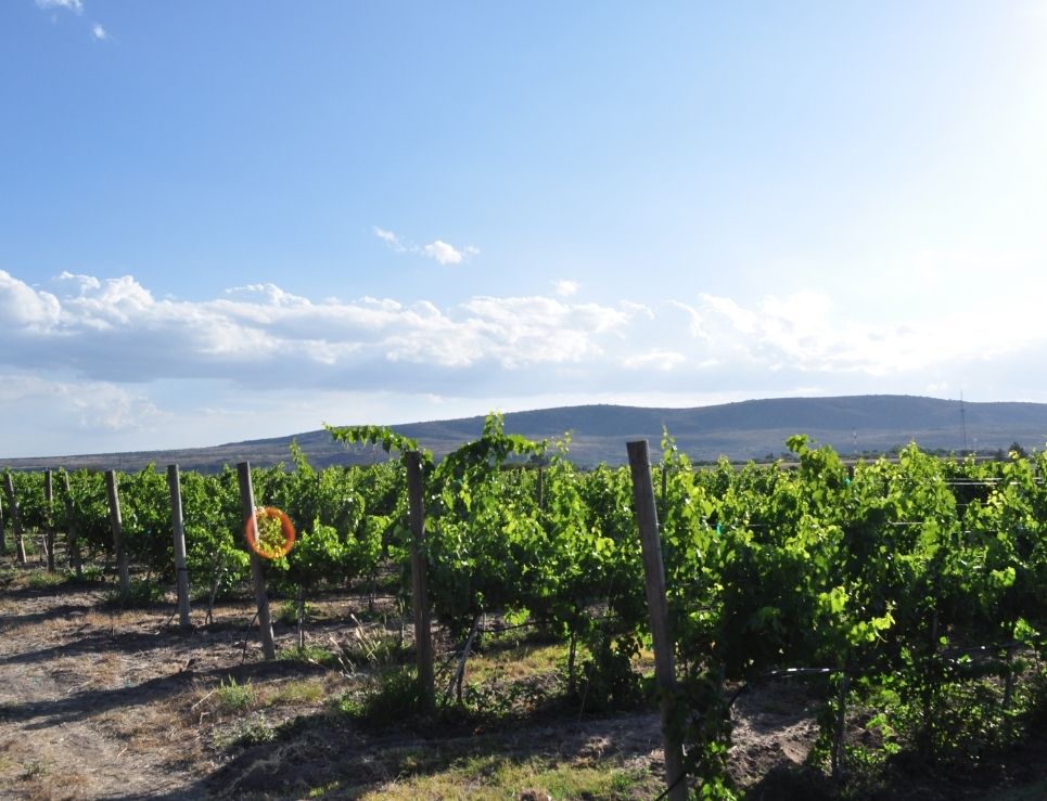 Tres raíces: vinos premiados de Guanajuato y cocina con vista al campo 0
