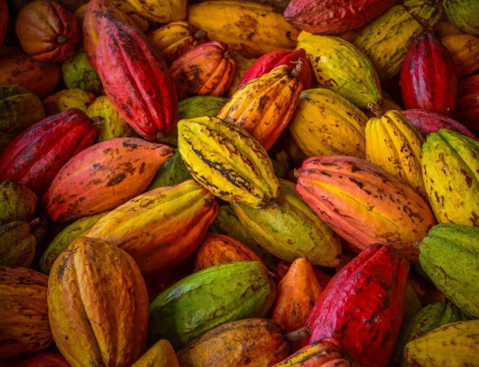 ¿El cacao influye en nuestro cerebro?