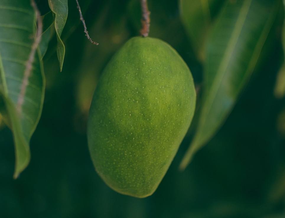 Ataulfo, the richest Mexican mango with Denomination of Origin 1