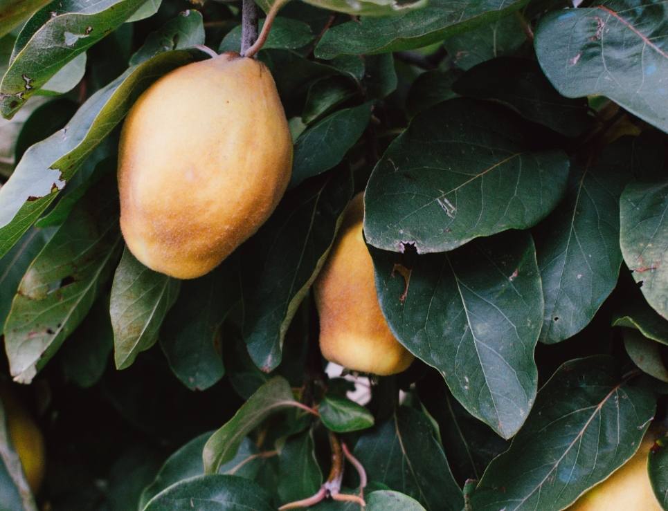 Ataulfo, the richest Mexican mango with Denomination of Origin 0