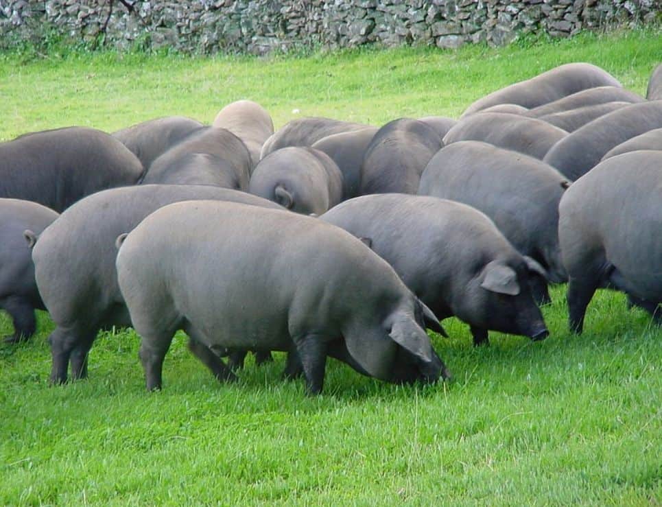 cerdo-iberico-de-yucatan