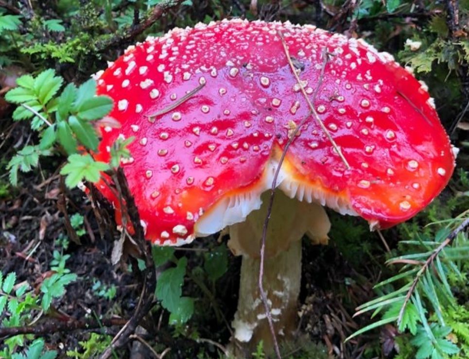 Reino Fungi, un tour para recolectar hongos de lluvia del Edomex 1
