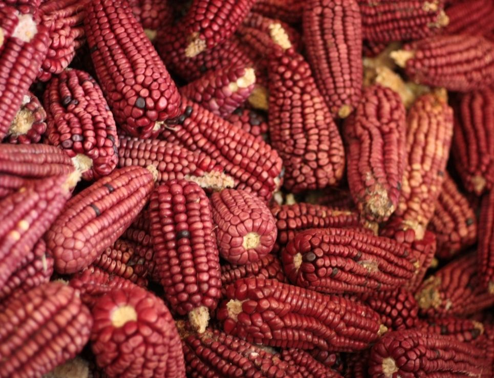 
					Las 6 semillas más utilizadas en la cocina mexicana