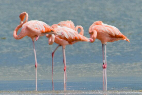 Flamingos Telchac Yucatan
