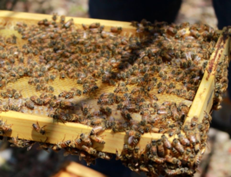 
					Abeja Reyna, distintas formas de consumir miel orgánica mexicana