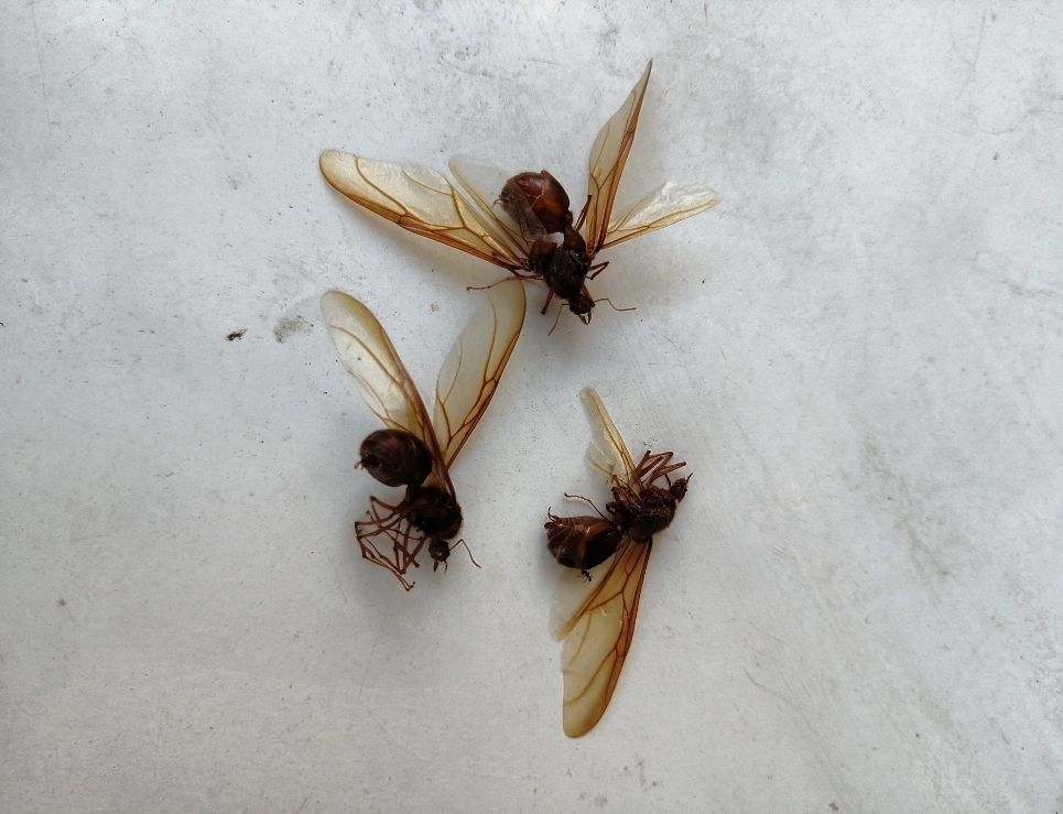 
					3 platillos con hormigas chicatanas que debes probar