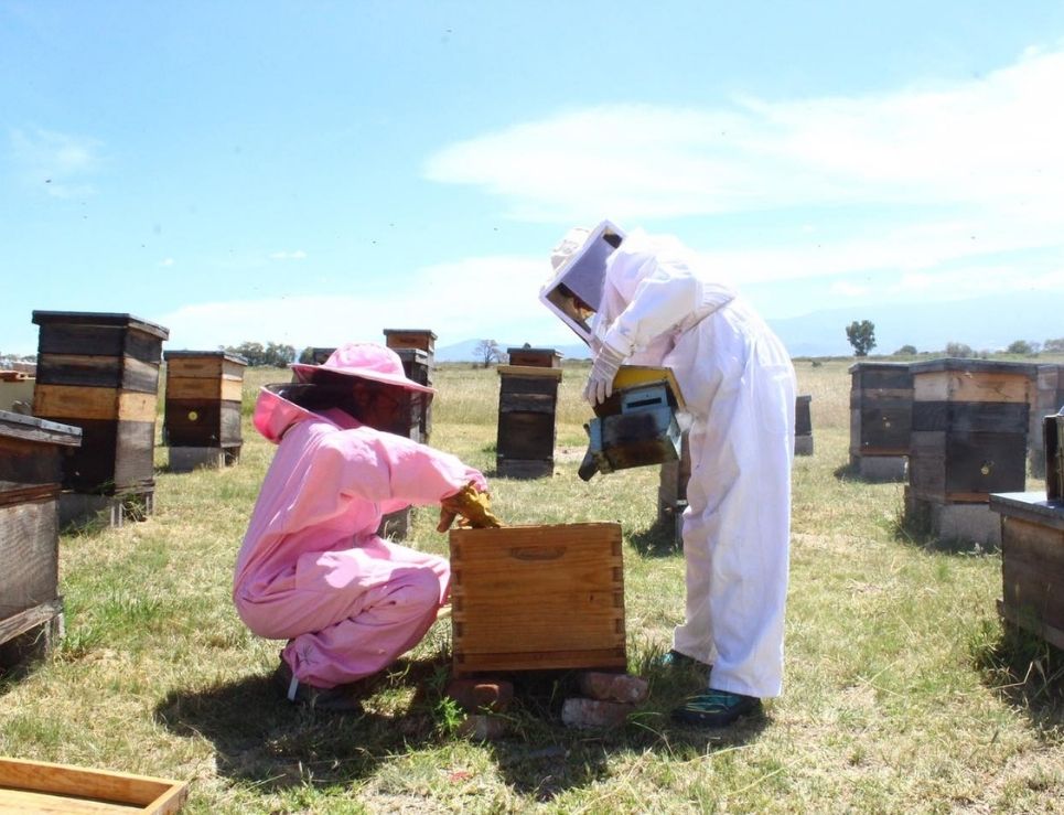 apicultura sustentable en Texcoco