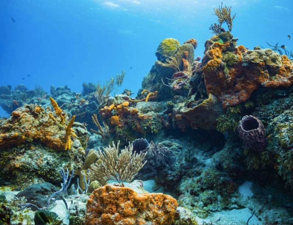 cozumel corales