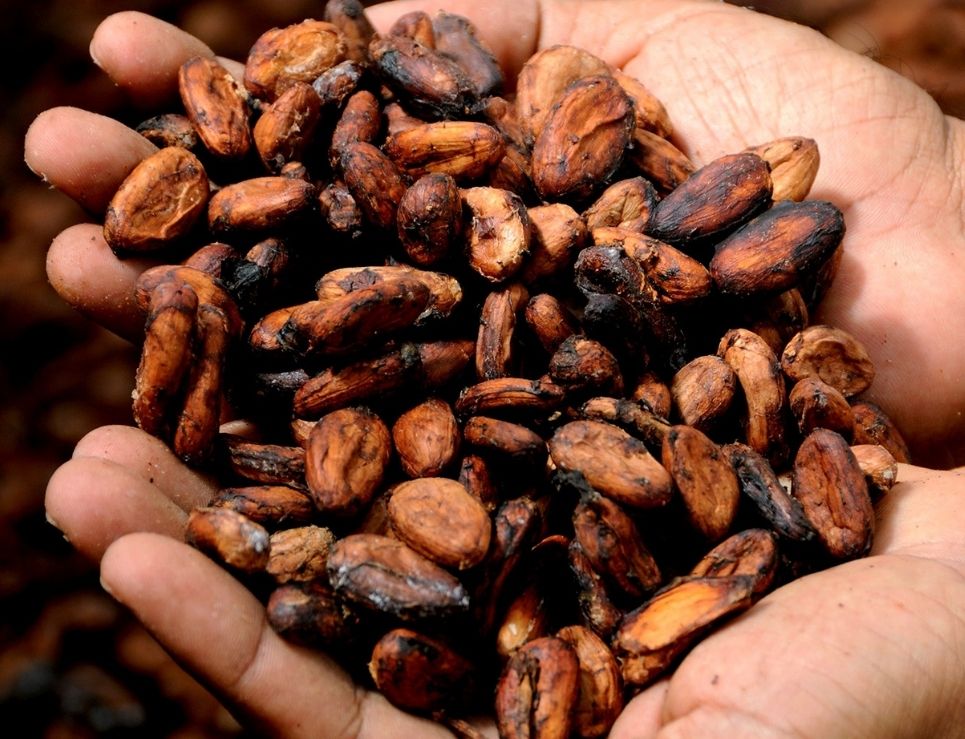 Las semillas de cacao y café se siembran en la misma zona intertropical