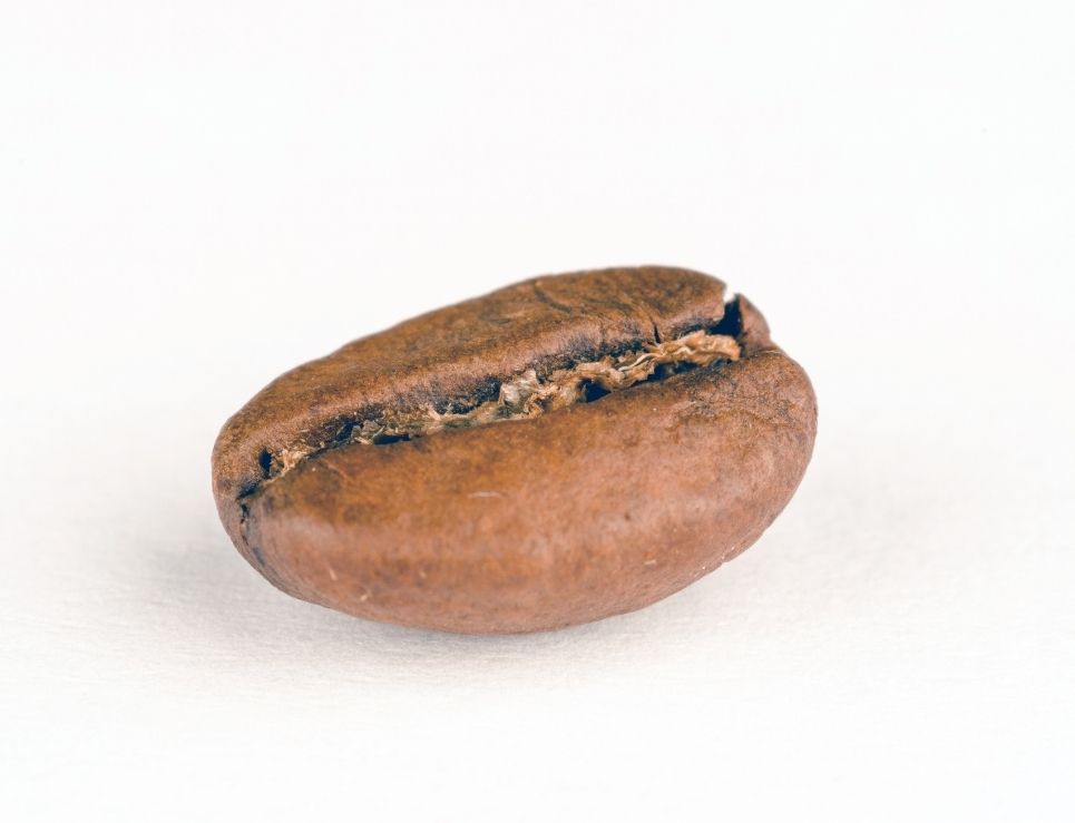 cacao y café tienen distintas similitudes y muchas diferencias