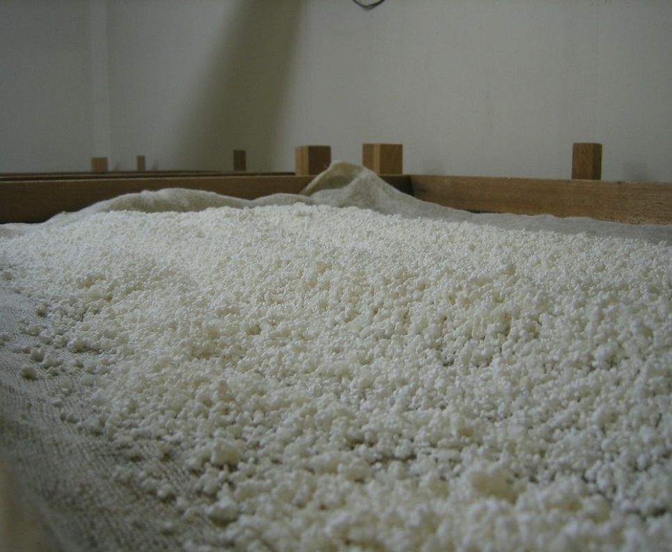 arroz-cultivo