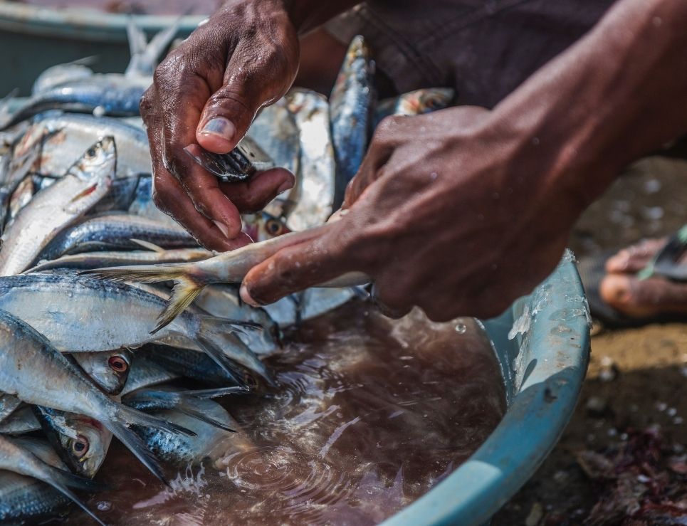 ¿Por qué consumir pescado te podría hacer vivir más?