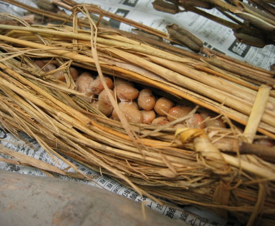natto-follaje-de-arroz