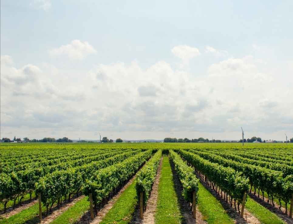 vinos de Languedoc