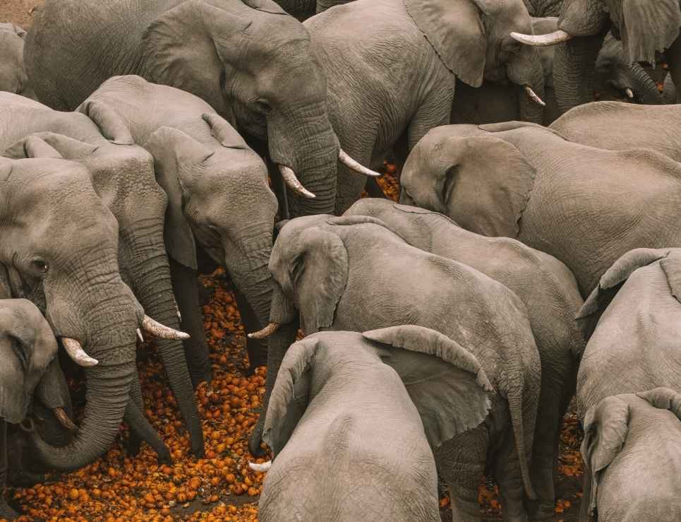 
					Zimbabue, el destino ideal para vivir un Safari por primera vez