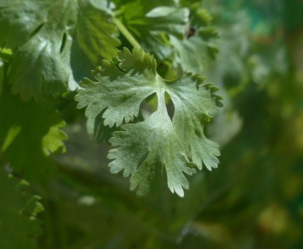 5 diferencias entre el perejil y el cilantro, aprende a reconocerlas