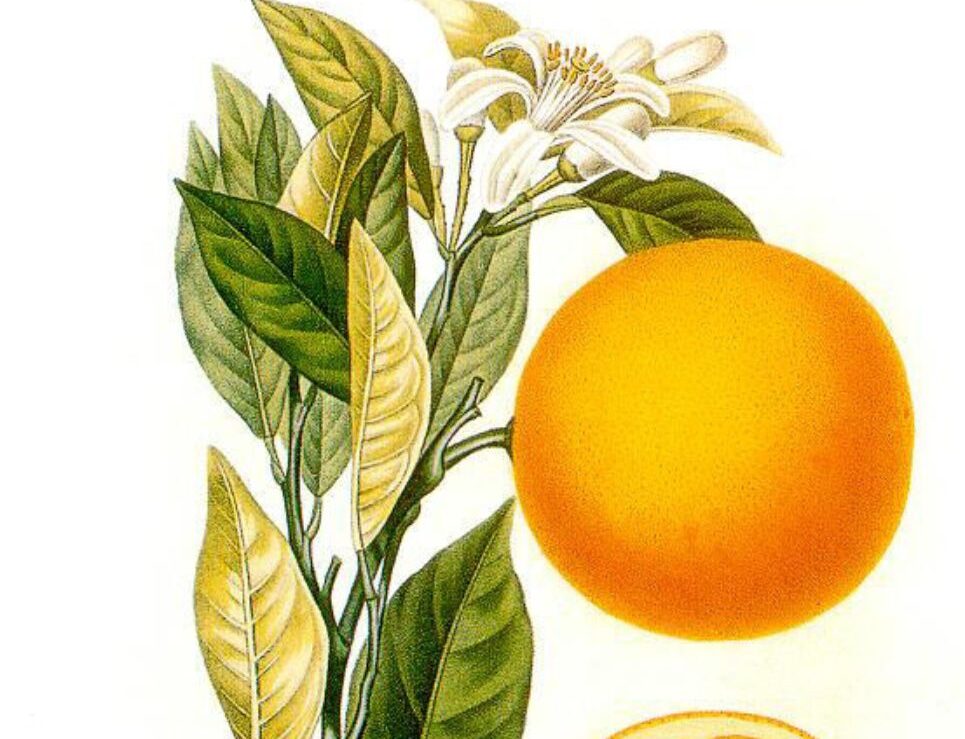 Infusión de hojas de naranjo para reducir ansiedad, estrés y cólicos