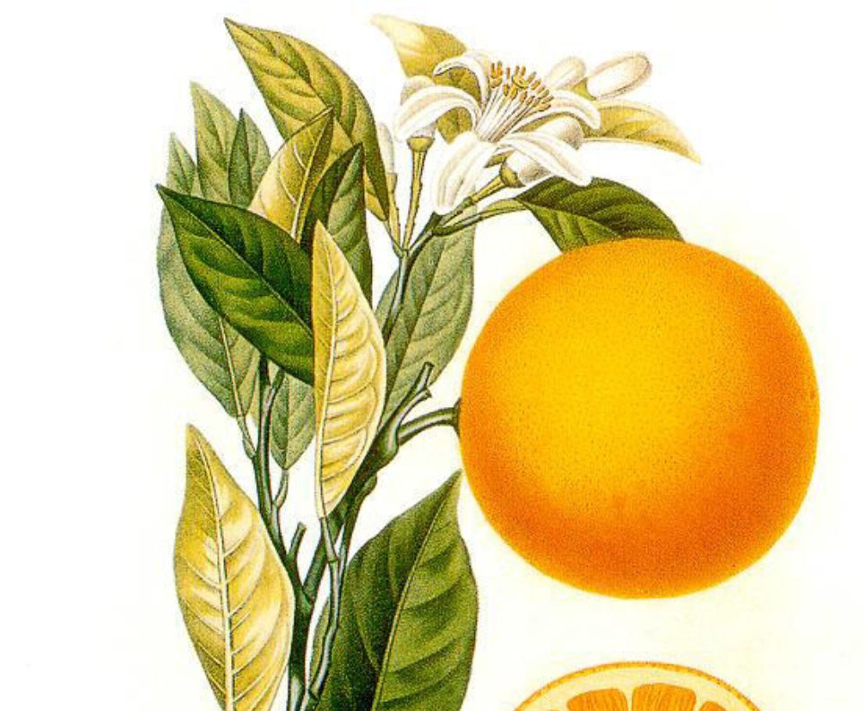 Infusión de hojas de naranjo para reducir ansiedad, estrés y cólicos