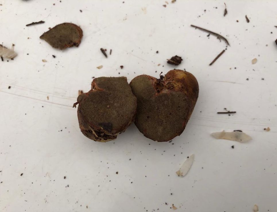 Trufa mixteca, el hongo más raro de encontrar en Oaxaca