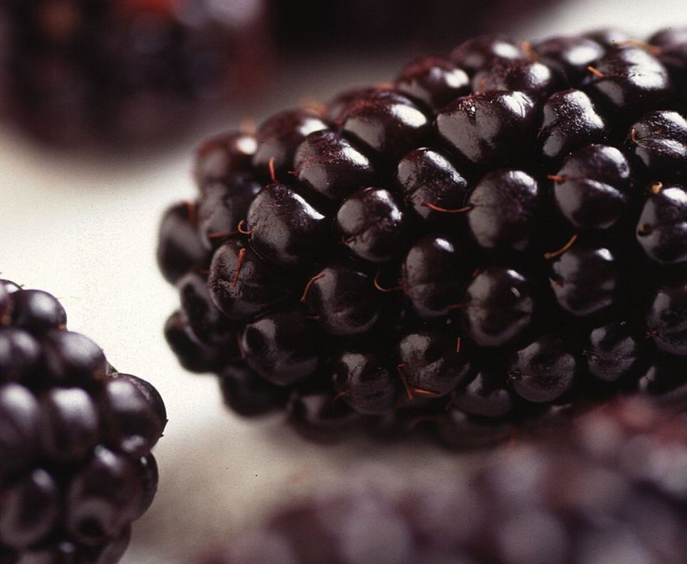 moras Gourmet de México