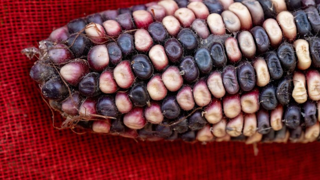 Así puedes identificar una tortilla de maíz genuina, de una pintada 0