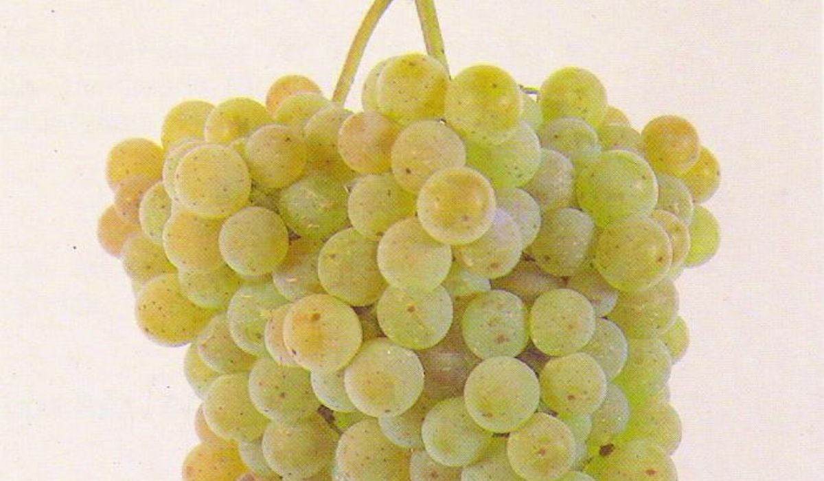 Uva albariño, una de las variedades más famosas de España y Portugal