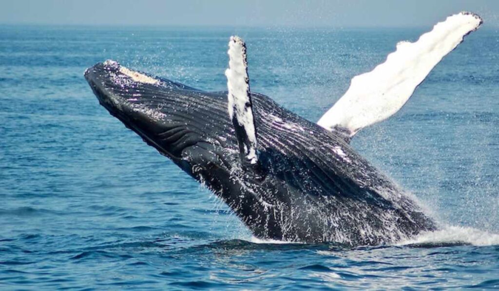 ¿Dónde avistar ballenas en Los Cabos? 3 hoteles donde puedes hacerlo 0