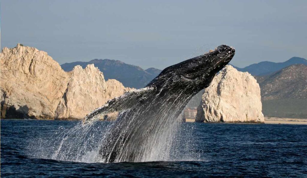 ¿Dónde avistar ballenas en Los Cabos? 3 hoteles donde puedes hacerlo