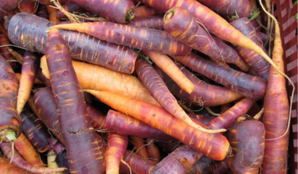 color original de las zanahorias