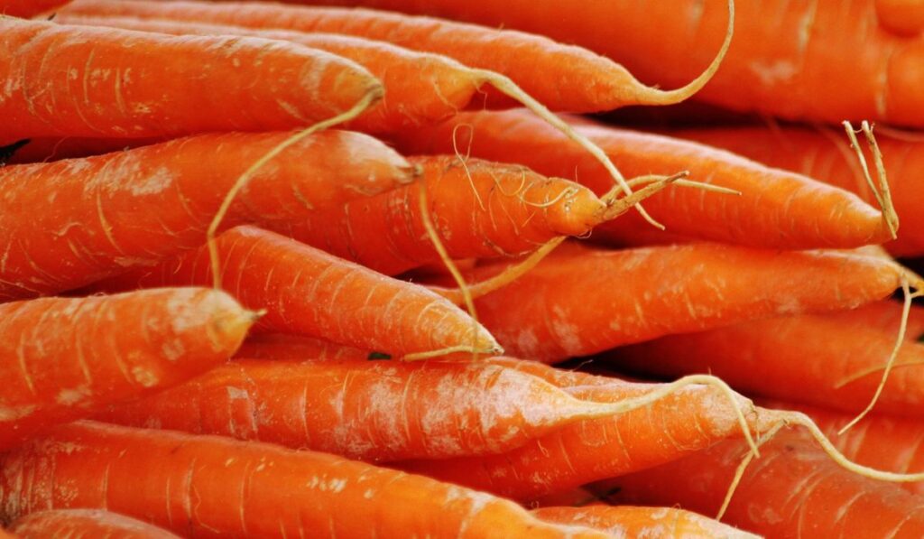color original de las zanahorias 