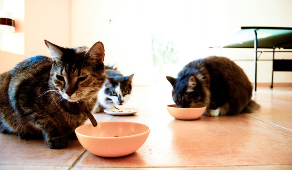 Comida para gatos saludable y que puedes hacer en casa￼