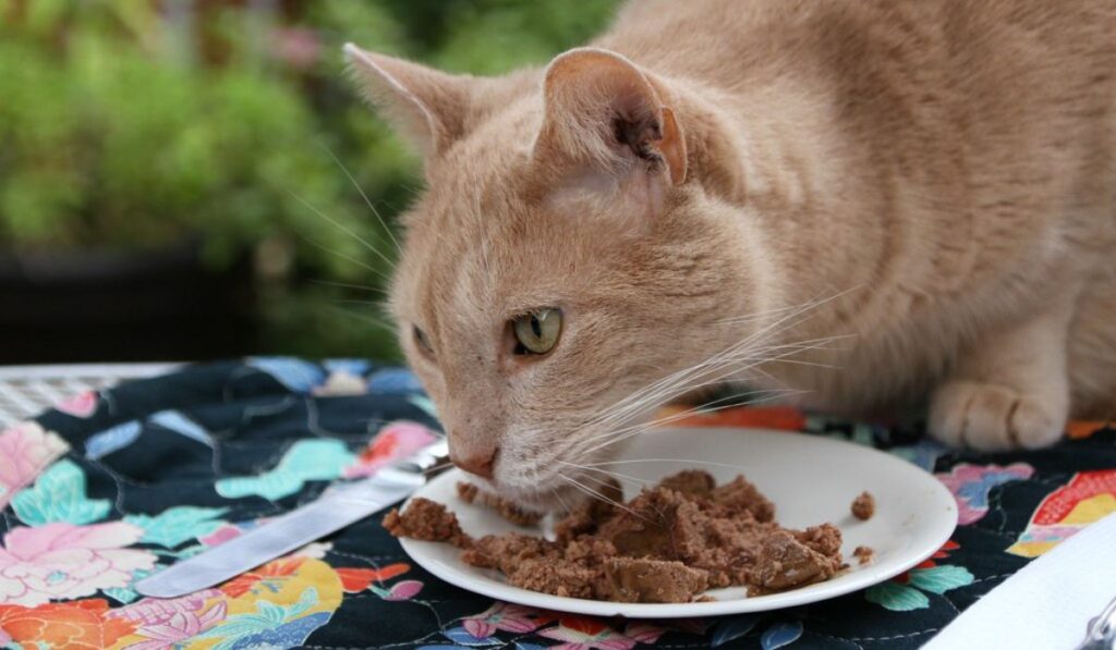 Comida casera para gatos