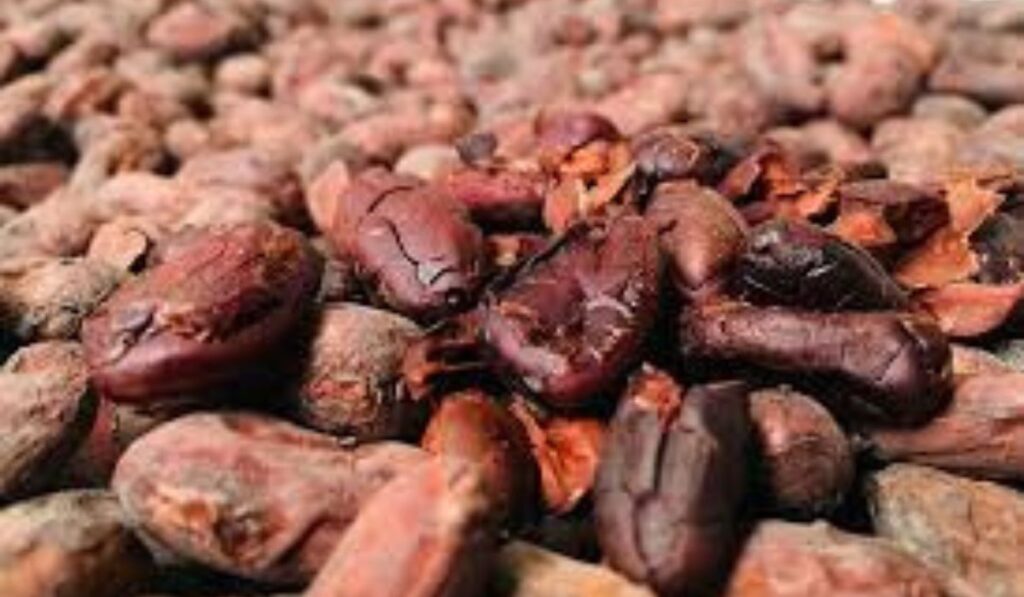 Brunch de cacao por Rocasal