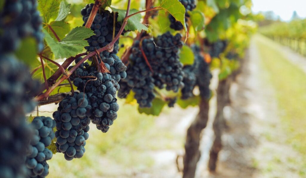 Tannat, la uva francesa insignia de los vinos de Uruguay