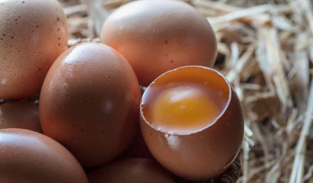 Diferencia entre huevos orgánicos y huevos libres de jaula 1