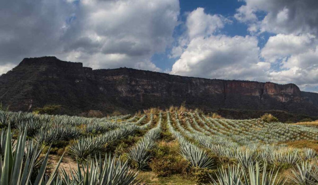 5 experiencias imperdibles que debes vivir en Lagos de Moreno, Jalisco 2