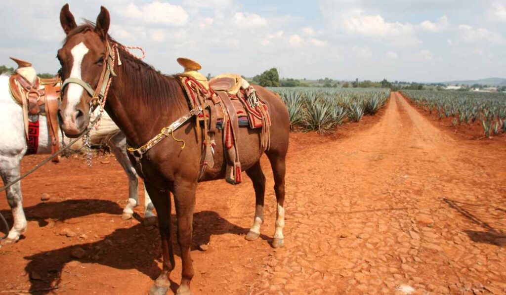 5 experiencias imperdibles que debes vivir en Lagos de Moreno, Jalisco 0