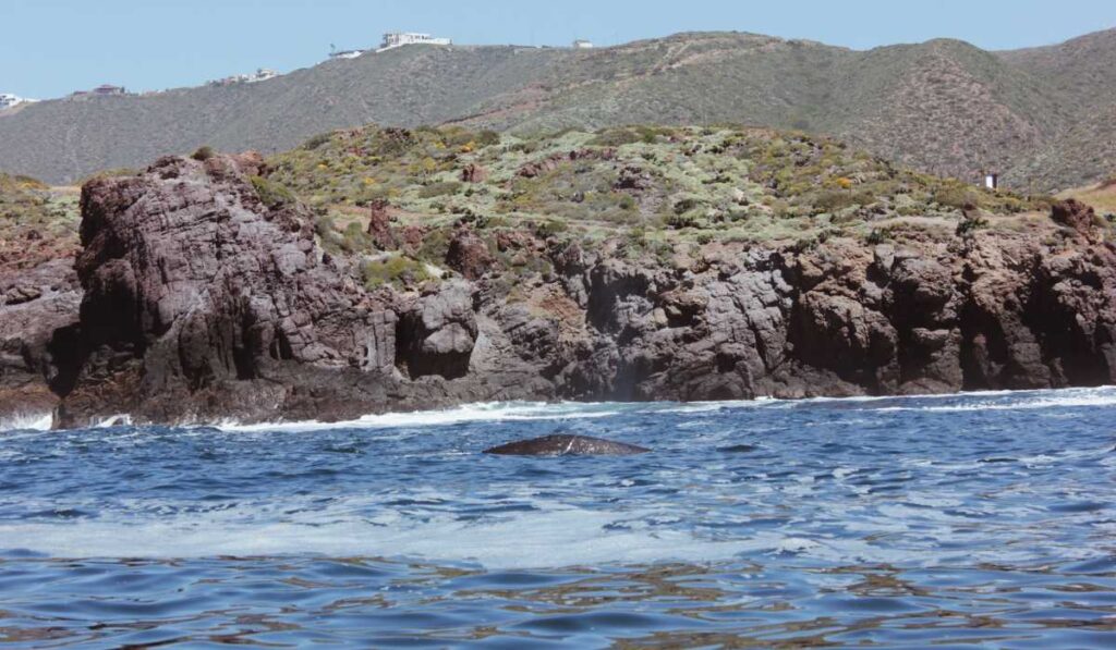En playa Rincón de ballenas , en el mes de diciembre se puede disfrutar el avistamiento de ballenas jorobadas .