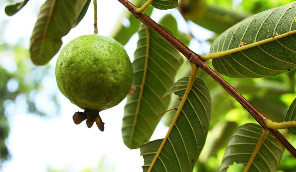 beneficios-te-de-hojas-de-guayaba