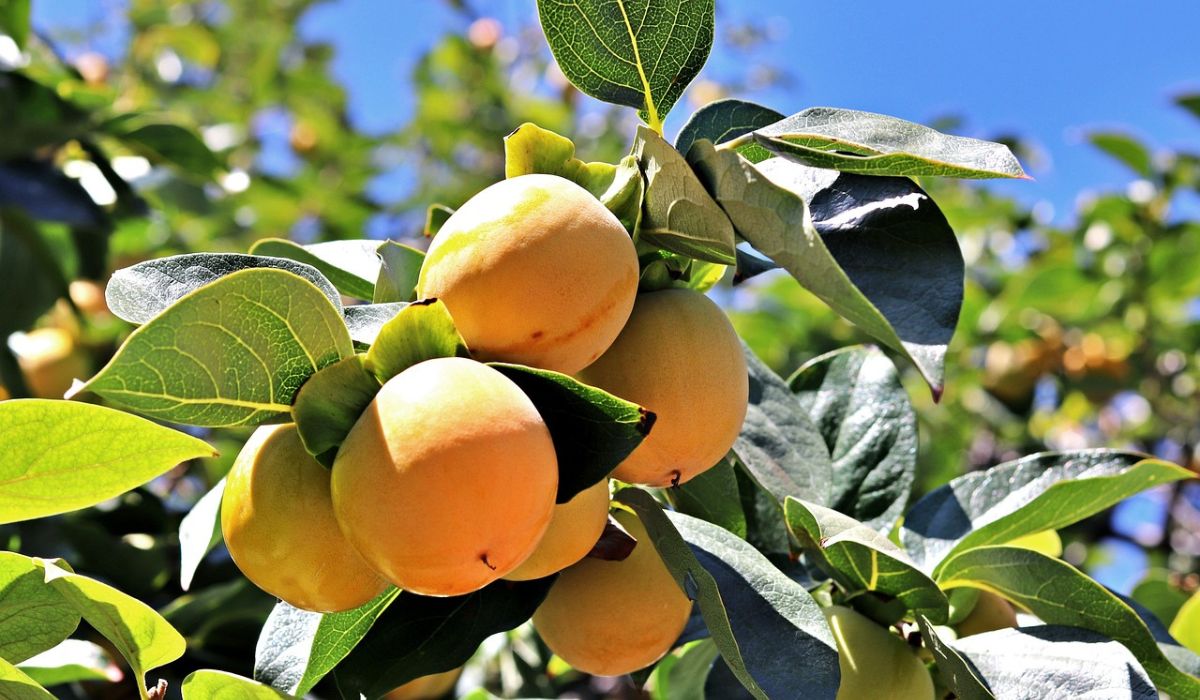 Albaricoque, Propiedades Y Beneficios De Este Fruto Asiático